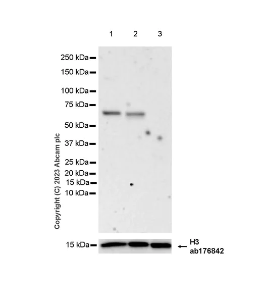Western blot - Anti-CLIPR-59 antibody [EPR28002-60] - BSA and Azide free (AB312847)