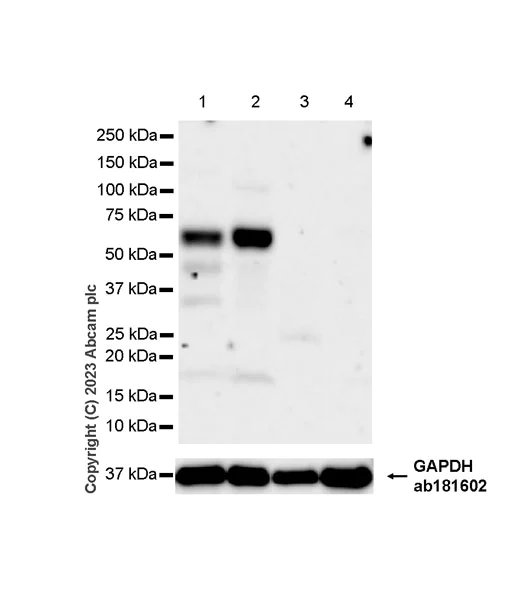 Western blot - Anti-CLIPR-59 antibody [EPR28002-60] - BSA and Azide free (AB312847)