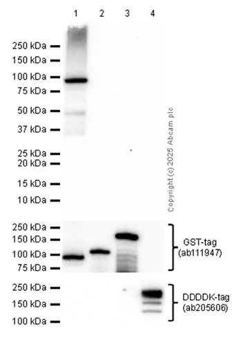 Western blot - Anti-CLIPR-59 antibody [EPR28002-60] - BSA and Azide free (AB312847)