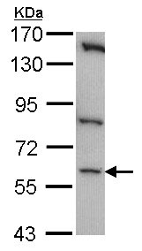 Western blot - Anti-CLK1 antibody (AB151429), expandable thumbnail
