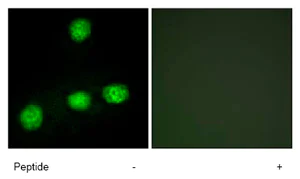 Immunocytochemistry/ Immunofluorescence - Anti-CLK1 antibody (AB74044)