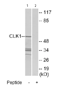 Western blot - Anti-CLK1 antibody (AB74044)