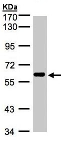 Western blot - Anti-CLK2 antibody (AB137620), expandable thumbnail