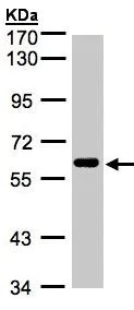 Western blot - Anti-CLK2 antibody (AB137620)