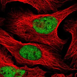 Immunocytochemistry/ Immunofluorescence - Anti-CLK2 antibody (AB188141)