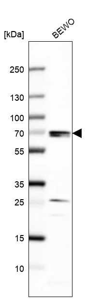 Western blot - Anti-CLK2 antibody (AB188141)