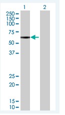 Western blot - Anti-CLK4 antibody (AB67936)