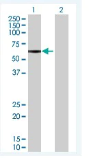 Western blot - Anti-CLK4 antibody (AB67936)