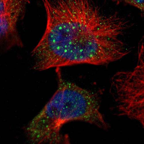 Immunocytochemistry/ Immunofluorescence - Anti-CLMN antibody (AB121373), expandable thumbnail