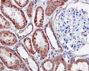 Immunohistochemistry (Formalin/PFA-fixed paraffin-embedded sections) - Anti-CLN5 antibody [EPR12197(B)] - BSA and Azide free (AB238931)