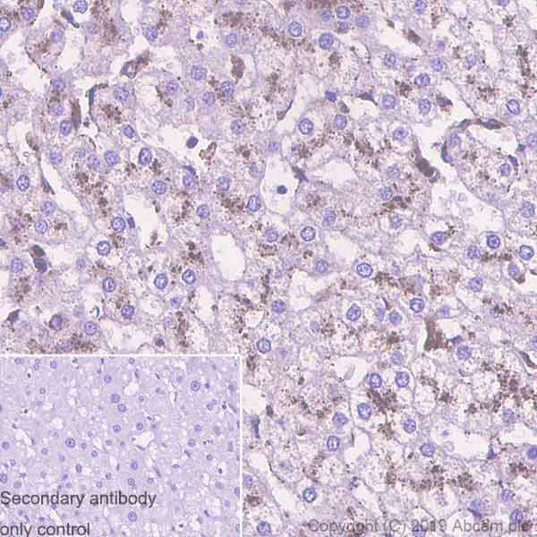 Immunohistochemistry (Formalin/PFA-fixed paraffin-embedded sections) - Anti-CLN5 antibody [EPR12197(B)] - BSA and Azide free (AB238931)