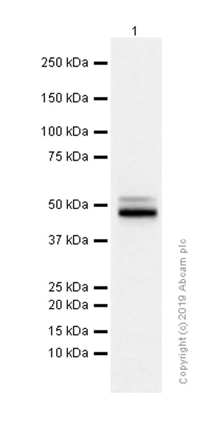Western blot - Anti-CLN5 antibody [EPR12197(B)] - BSA and Azide free (AB238931)