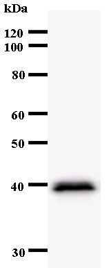 Western blot - Anti-CLNS1A/CLCI antibody [2187C2a] (AB53667)