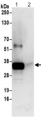 Immunoprecipitation - Anti-CLNS1A/CLCI antibody - C-terminal (AB192907)