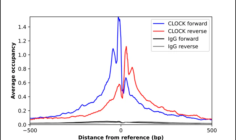ChIP - Anti-CLOCK Antibody (AB327210)