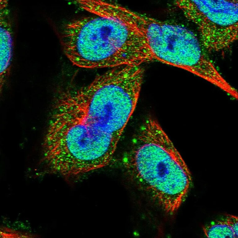 Immunocytochemistry/ Immunofluorescence - Anti-CLOCK Antibody (AB327210)