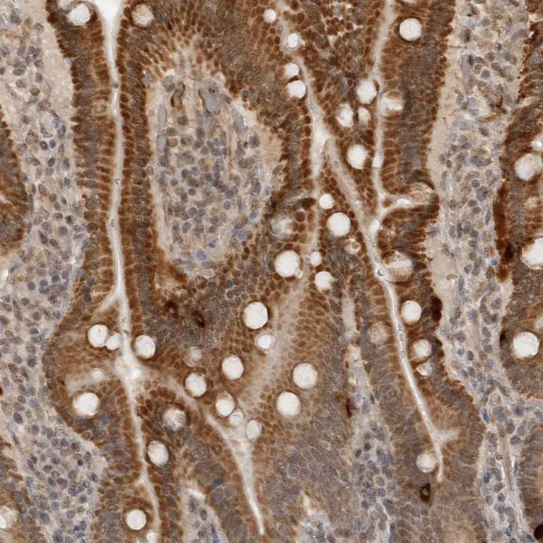 Immunohistochemistry (Formalin/PFA-fixed paraffin-embedded sections) - Anti-CLOCK Antibody (AB327210)