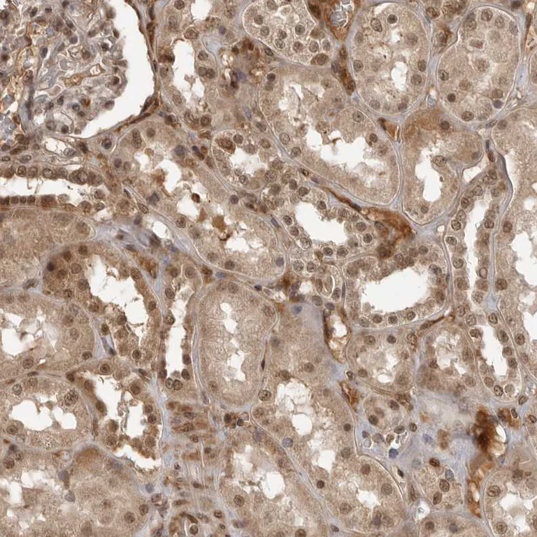 Immunohistochemistry (Formalin/PFA-fixed paraffin-embedded sections) - Anti-CLOCK Antibody (AB327210)