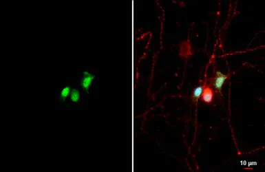 Immunocytochemistry/ Immunofluorescence - Anti-CLOCK antibody [HL1099] (AB308571)
