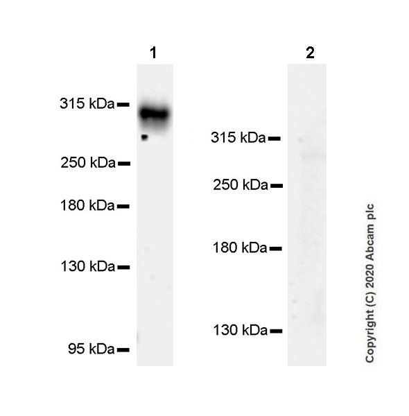 Western blot - Anti-Clostridium difficile Toxin A antibody [EPR23359-15] (AB272720)