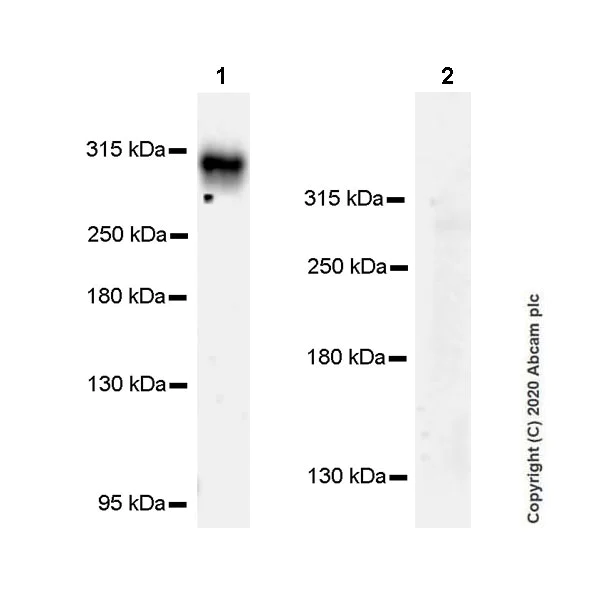Western blot - Anti-Clostridium difficile Toxin A antibody [EPR23359-15] - BSA and Azide free (AB273507)
