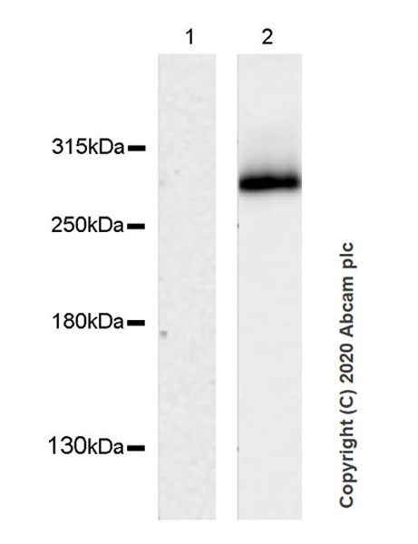 Western blot - Anti-Clostridium difficile Toxin B antibody [EPR23357-19] - BSA and Azide free (AB270795)