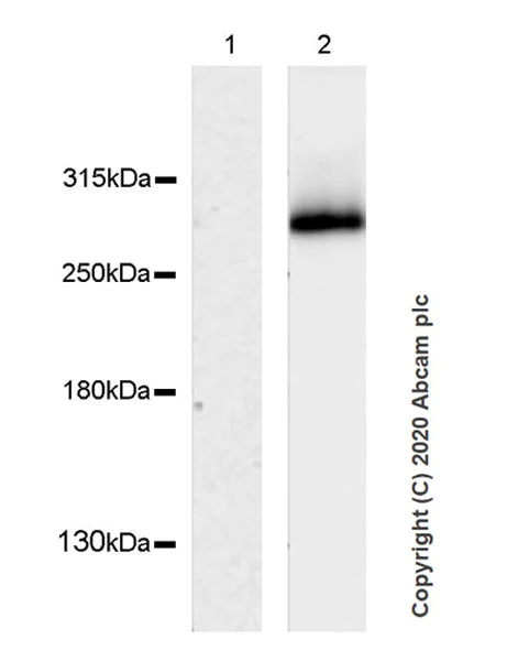 Western blot - Anti-Clostridium difficile Toxin B antibody [EPR23357-19] - BSA and Azide free (AB270795)