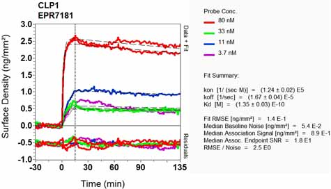 OI-RD Scanning - Anti-CLP1 antibody [EPR7181] - BSA and Azide free (AB248233), expandable thumbnail