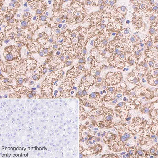 Immunohistochemistry (Formalin/PFA-fixed paraffin-embedded sections) - Anti-CLPP antibody [EPR7133] (AB124822)