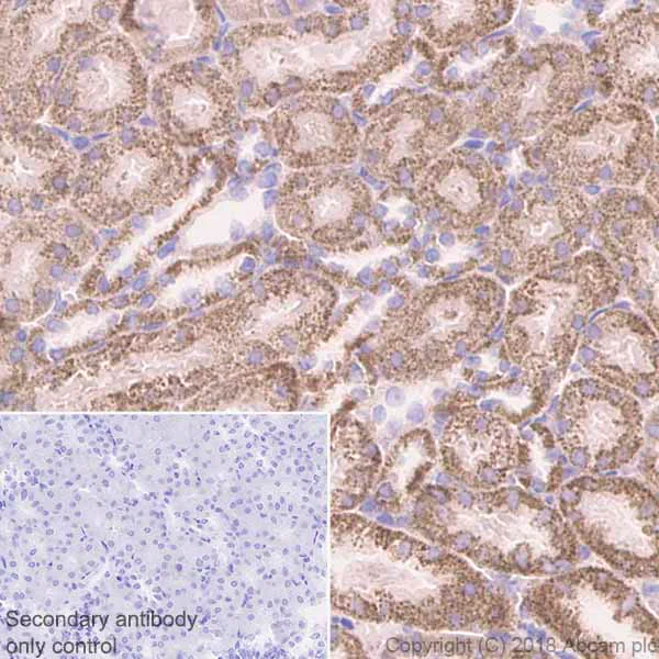 Immunohistochemistry (Formalin/PFA-fixed paraffin-embedded sections) - Anti-CLPP antibody [EPR7133] (AB124822)