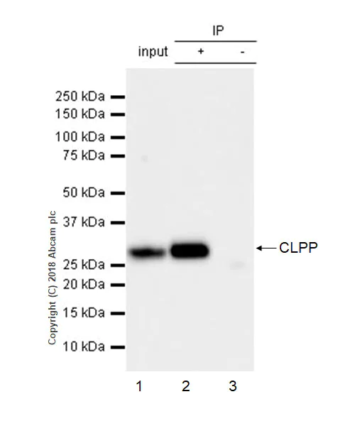 Immunoprecipitation - Anti-CLPP antibody [EPR7133] (AB124822)