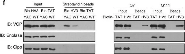 Western blot - Anti-CLPP antibody [EPR7133] (AB124822)