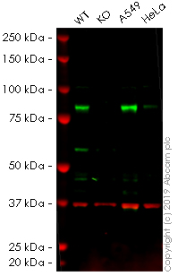 Western blot - Anti-CLPTM1 antibody [EPR8800] (AB133756), expandable thumbnail