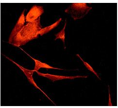 Immunocytochemistry/ Immunofluorescence - Anti-CLSTN1 antibody [EPR2963] (AB134130), expandable thumbnail