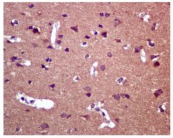 Immunohistochemistry (Formalin/PFA-fixed paraffin-embedded sections) - Anti-CLSTN1 antibody [EPR2963] (AB134130), expandable thumbnail