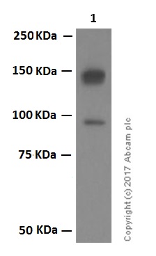 Western blot - Anti-CLSTN1 antibody [EPR2963] (AB134130), expandable thumbnail
