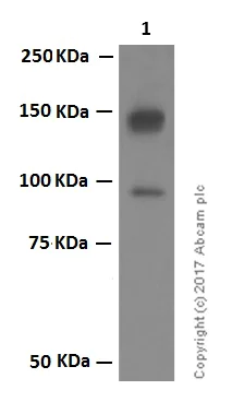 Western blot - Anti-CLSTN1 antibody [EPR2963] (AB134130)