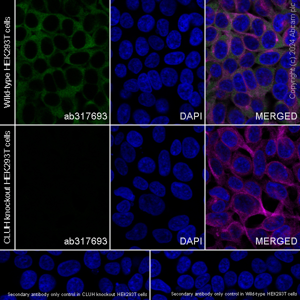 Immunocytochemistry/ Immunofluorescence - Anti-CLUH antibody [EPR28732-85] (ab317693), expandable thumbnail
