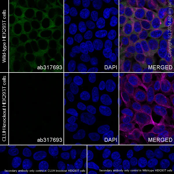Immunocytochemistry/ Immunofluorescence - Anti-CLUH antibody [EPR28732-85] (AB317693)