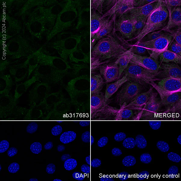 Immunocytochemistry/ Immunofluorescence - Anti-CLUH antibody [EPR28732-85] (AB317693)