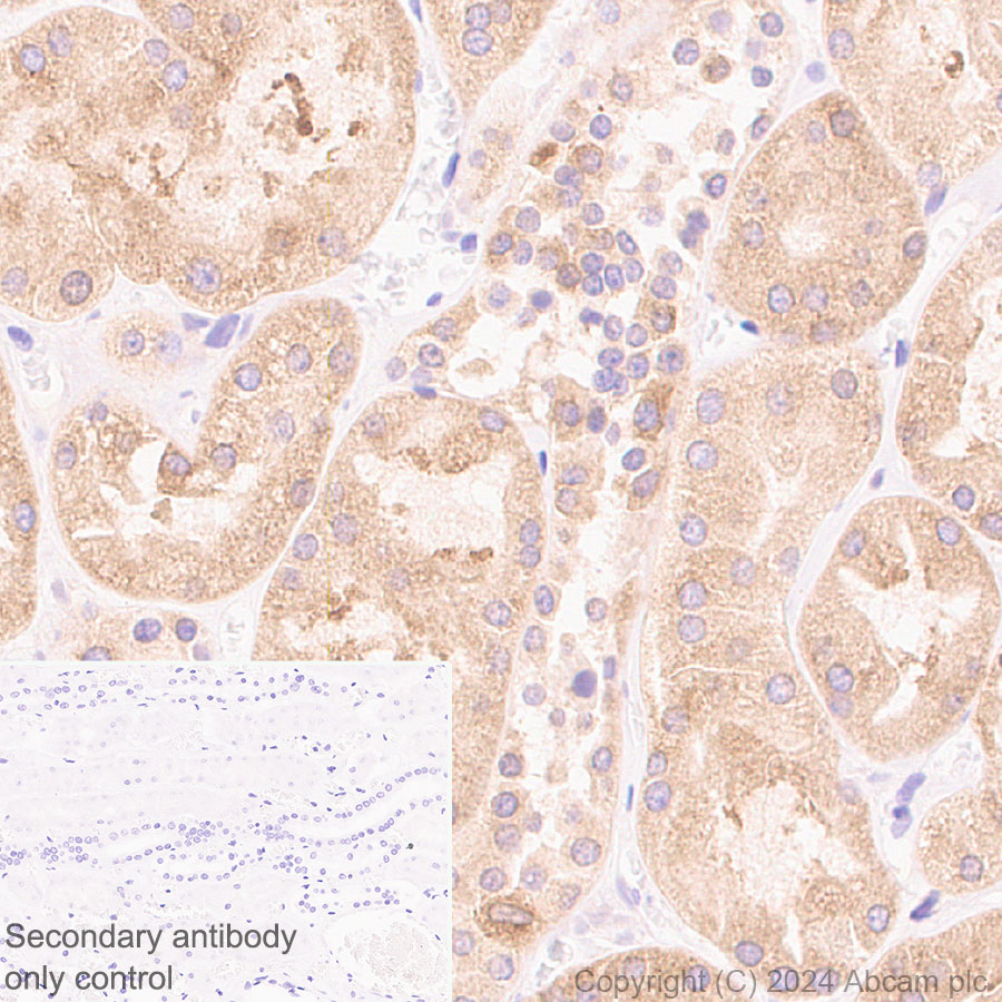 Immunohistochemistry (Formalin/PFA-fixed paraffin-embedded sections) - Anti-CLUH antibody [EPR28732-85] (ab317693), expandable thumbnail