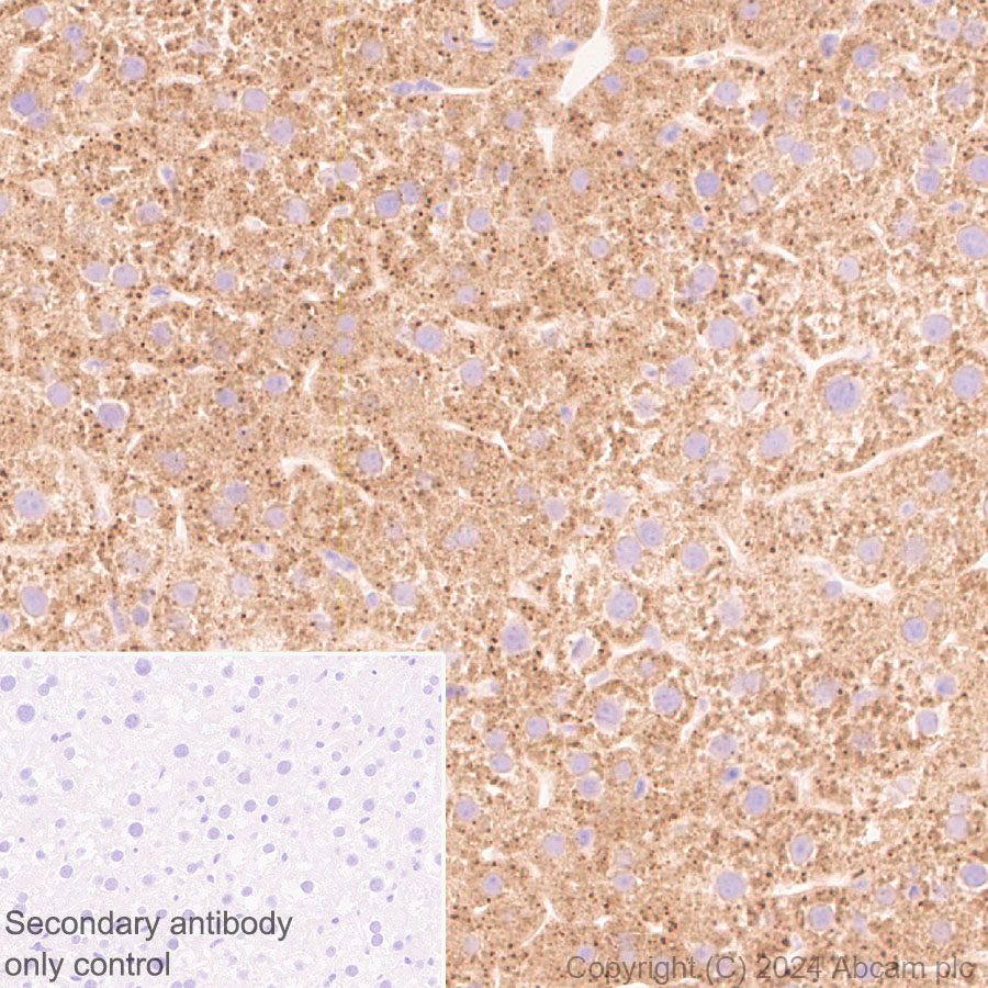 Immunohistochemistry (Formalin/PFA-fixed paraffin-embedded sections) - Anti-CLUH antibody [EPR28732-85] (ab317693), expandable thumbnail