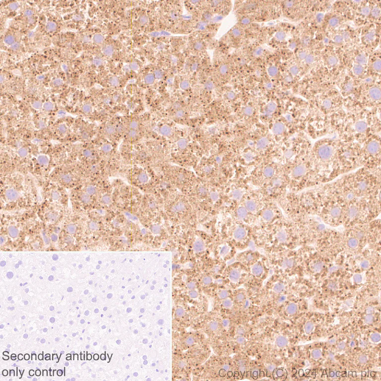 Immunohistochemistry (Formalin/PFA-fixed paraffin-embedded sections) - Anti-CLUH antibody [EPR28732-85] (AB317693)