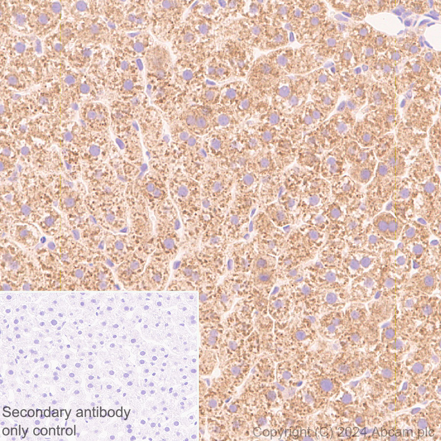 Immunohistochemistry (Formalin/PFA-fixed paraffin-embedded sections) - Anti-CLUH antibody [EPR28732-85] (ab317693), expandable thumbnail