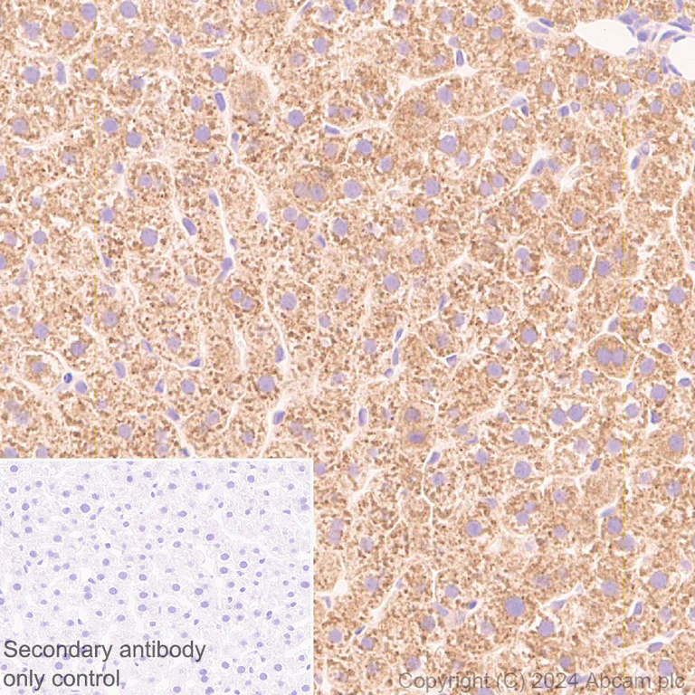 Immunohistochemistry (Formalin/PFA-fixed paraffin-embedded sections) - Anti-CLUH antibody [EPR28732-85] (AB317693)