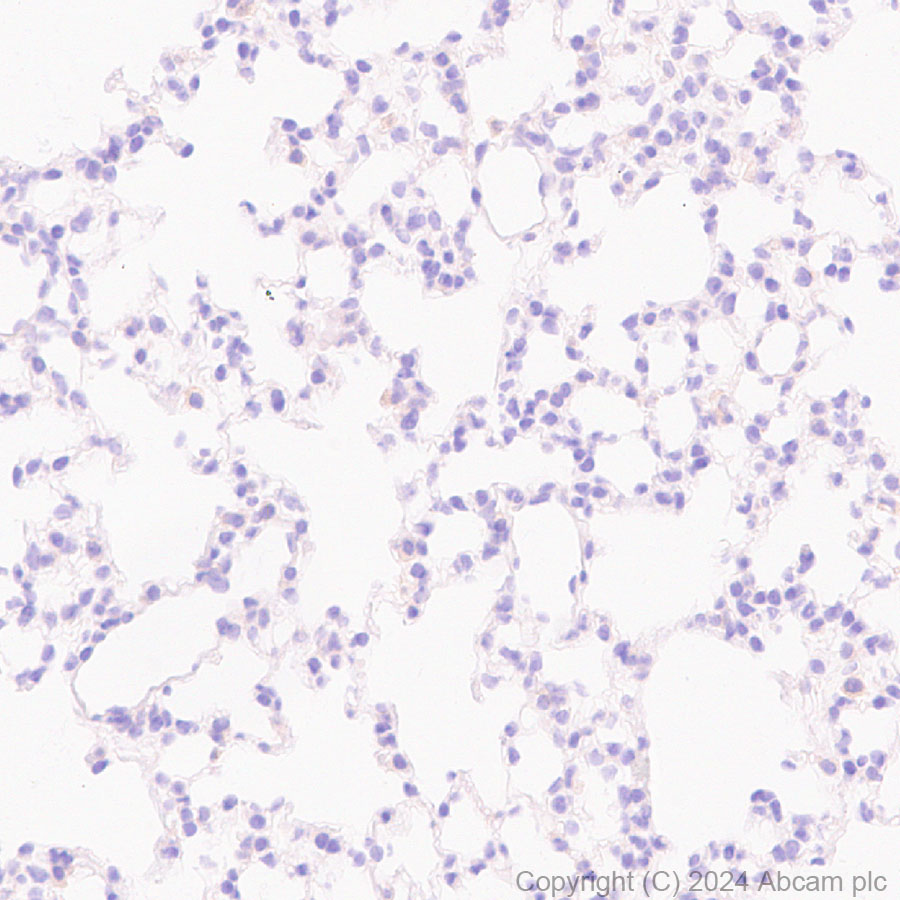 Immunohistochemistry (Formalin/PFA-fixed paraffin-embedded sections) - Anti-CLUH antibody [EPR28732-85] (AB317693), expandable thumbnail