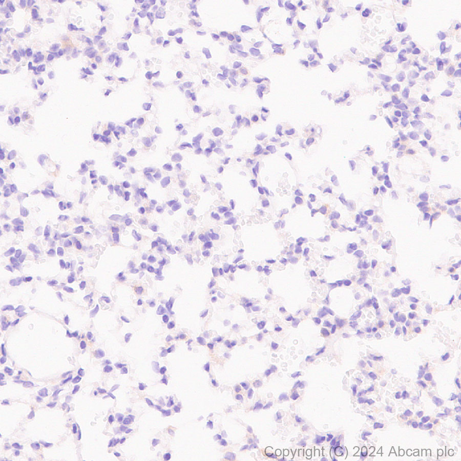 Immunohistochemistry (Formalin/PFA-fixed paraffin-embedded sections) - Anti-CLUH antibody [EPR28732-85] (AB317693), expandable thumbnail