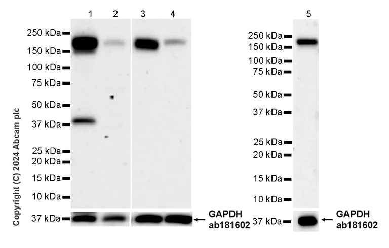 Western blot - Anti-CLUH antibody [EPR28732-85] (AB317693)