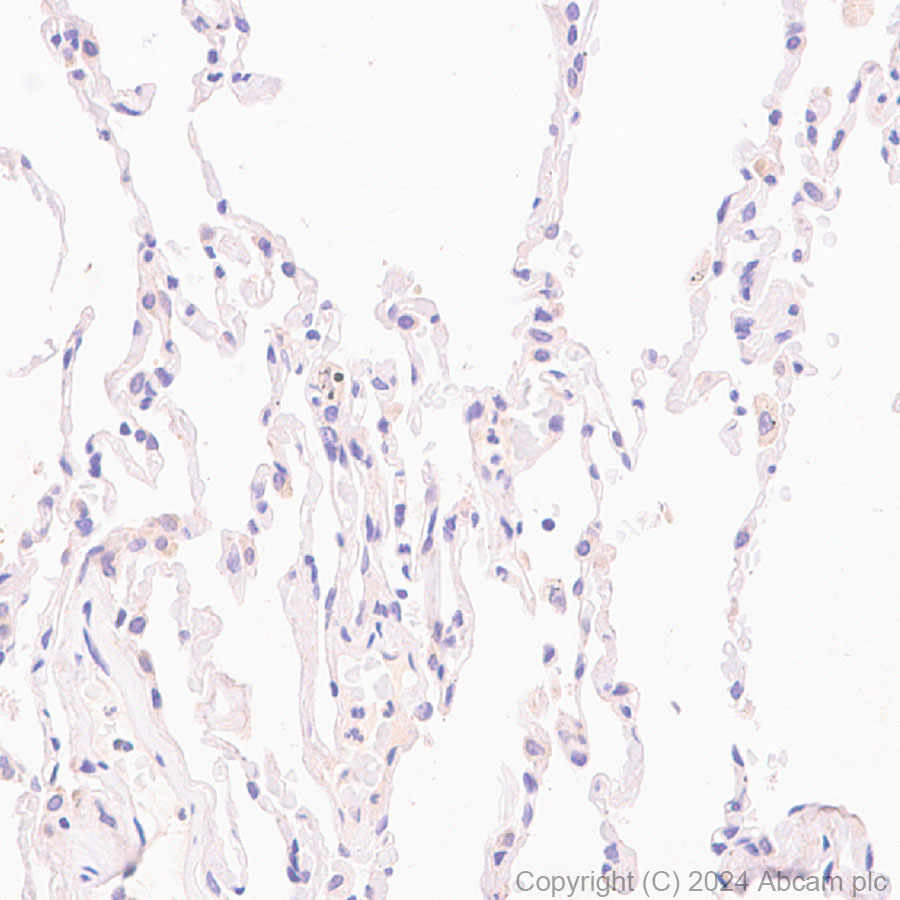 Immunohistochemistry (Formalin/PFA-fixed paraffin-embedded sections) - Anti-CLUH antibody [EPR28732-85] - BSA and Azide free (AB317694)