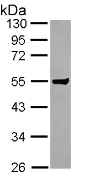 Western blot - Anti-CLUL1 antibody (AB153916)